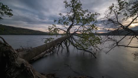 árboles-Caídos-En-El-Tranquilo-Lago-Laach-Con-Puesta-De-Sol-Nublada---Ahrweiler,-Rhineland-palatinate,-Alemania---Larga-Exposición,-Plano-Panorámico