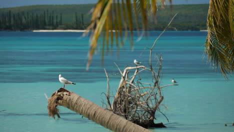 seagulls and shorebirds perched on driftwood along the shoreline of the isle of pines