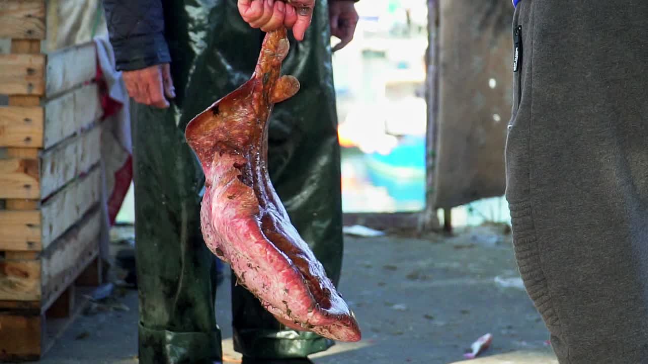 슬로우 모션으로 움직이는 갓 잡은 붉은 가오리를 들고 있는 어부