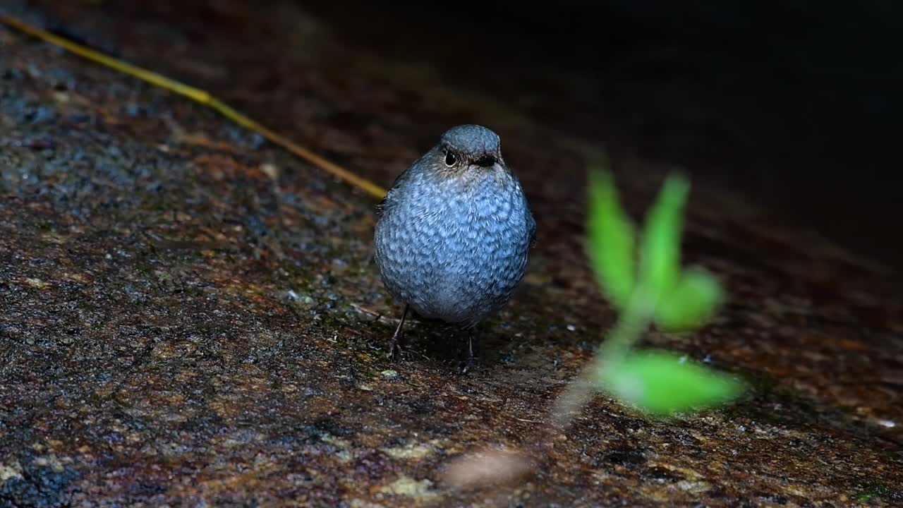 이 암컷 plumbeous redstart는 수컷만큼 화려하지는 않지만 확실히 귀여운 새의 공처럼 푹신합니다.