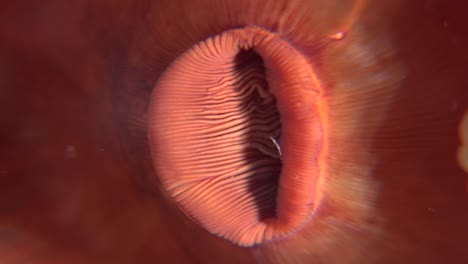 Mouth of sea anemone super close up macro shot