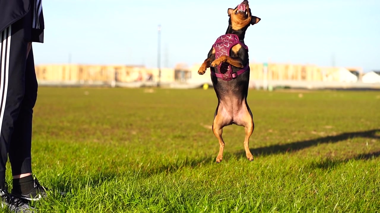 Feliz Mini Pinscher con collar morado mirando a un entrenador, salta en el aire a la orden para atrapar una golosina y jadea con la lengua fuera - cámara lenta - cielo azul, hierba verde