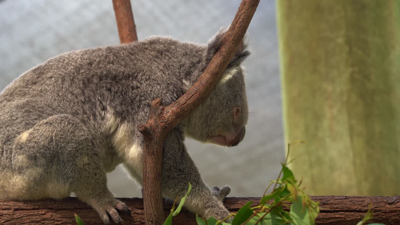 adorable koala, phascolarctos cinereus rascándose el cuerpo y avanzando en el tronco del árbol en el santuario de vida silvestre de australia, primer plano