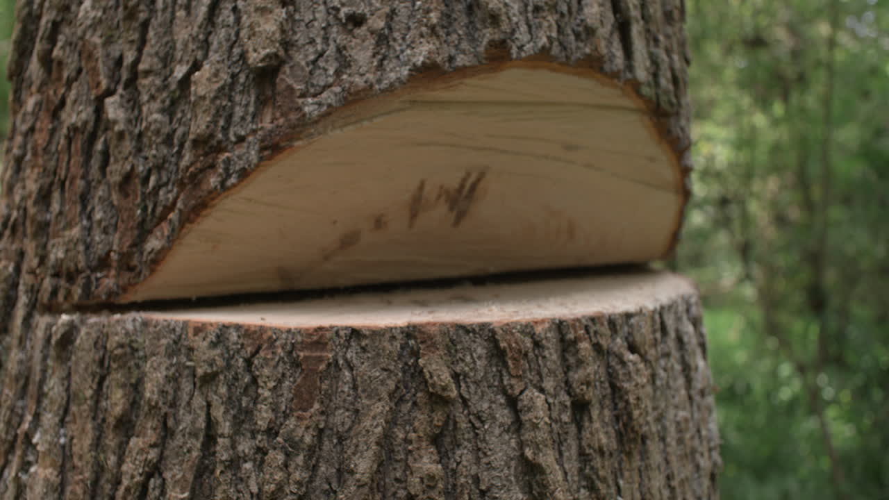 Lumberjack removes sliced wedge in tree to prepare for tree felling, cinematic slow motion action