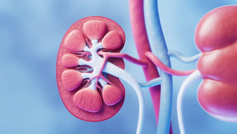 kidney with biology and health care concept, 3d rendering.