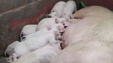 mother sow, animal husbandry, farming industry, piglets suckling milk