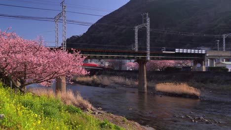 incredible nature scenery at kawazu in japan with rape flowers and cherry blossoms