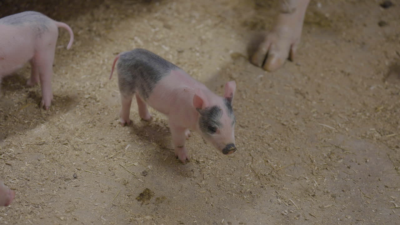 маленькие поросята, которых обнюхивает мать-свиноматка