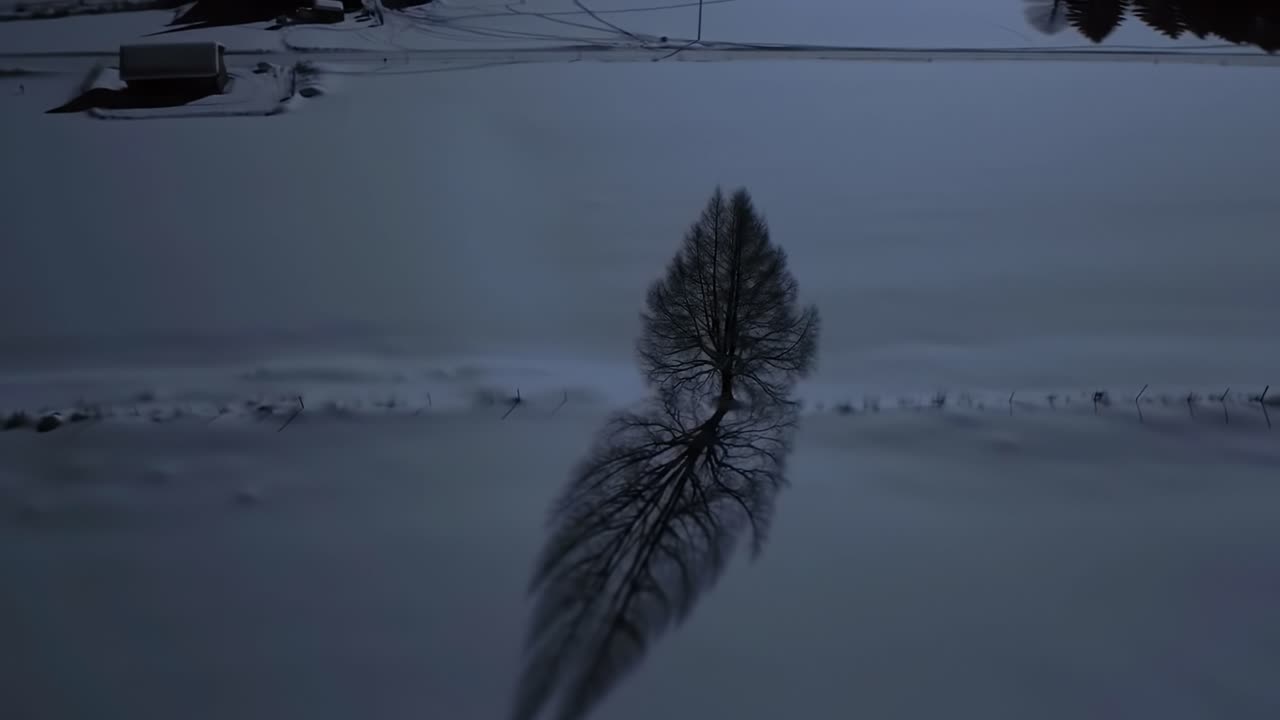 A Serene Winter Landscape Featuring a Solitary Tree Casting Distinctive Shadows on a Snow-Covered Ground with a Tranquil Background