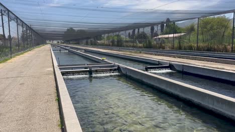 fillmore fish hatchery in fillmore, california