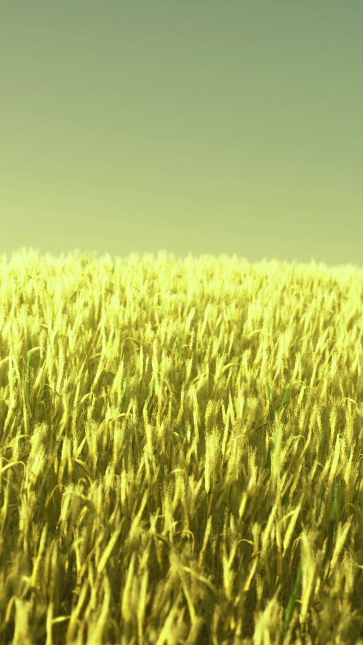 Golden waves flowing across a vast wheat field under a bright sunny sky