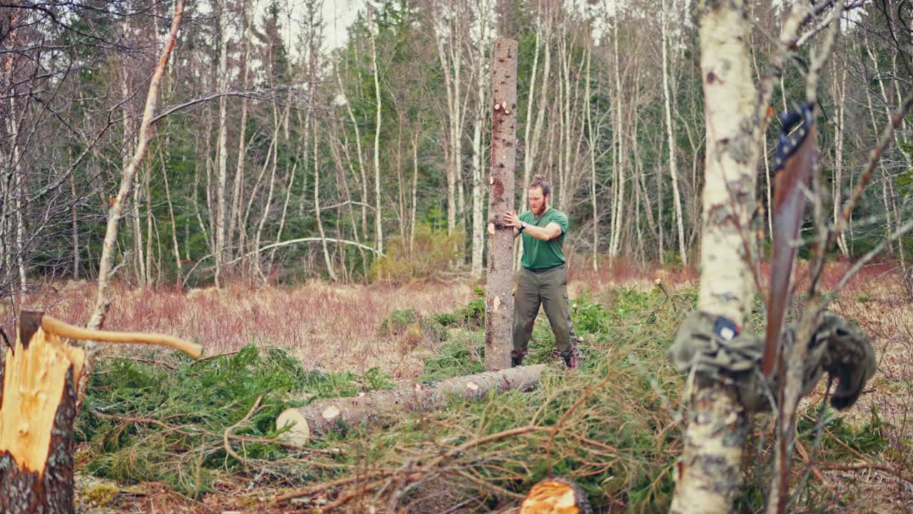Man Carries A Tree Trunk For Firewood - Wide Shot