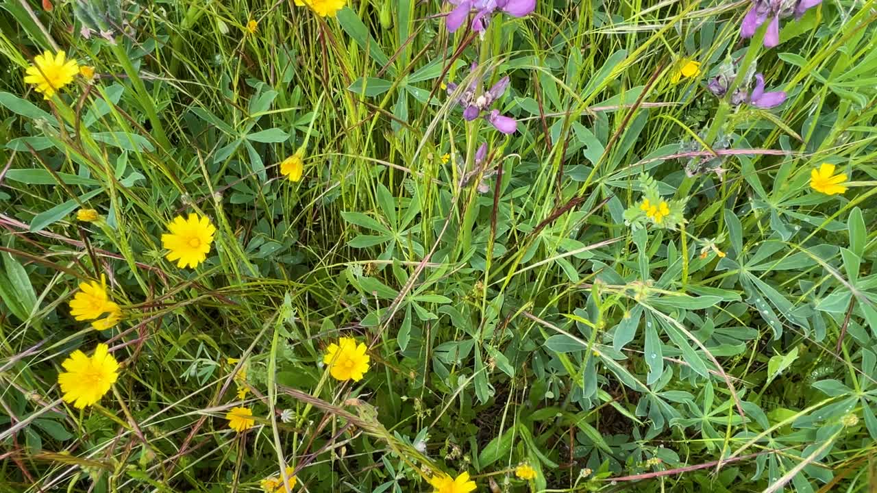 Excellent footage of a wildflower meadow filled with yellow daisies and numerous Lupinus polyphyllus. Camera rises from daisies to lupines, finishing with sky view. Spectacular.