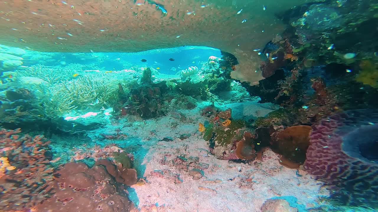 camera filming under a table coral and ascend on top of the coral