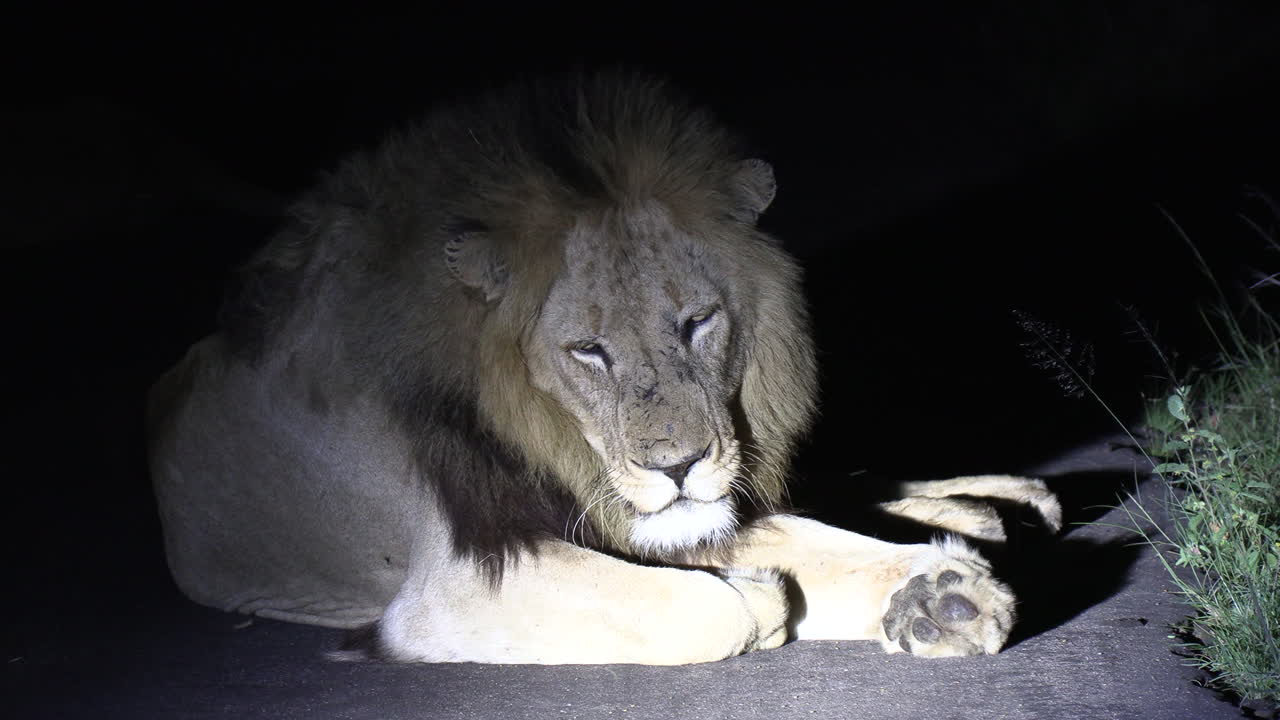 Lev samec ležící na silnici v noci, osvětlený safari reflektorem.