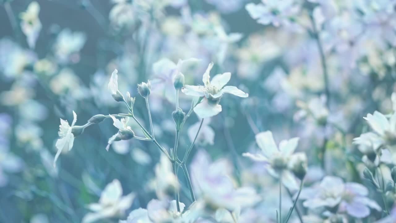 Soft-focus video of delicate pastel flowers in a dreamy, ethereal style