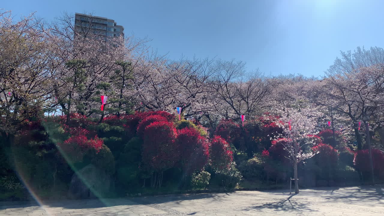 벚꽃, 종이 램프, 붉은 관목 및 하나비 분위기의 높은 건물이 있는 아스카야마 공원의 전경