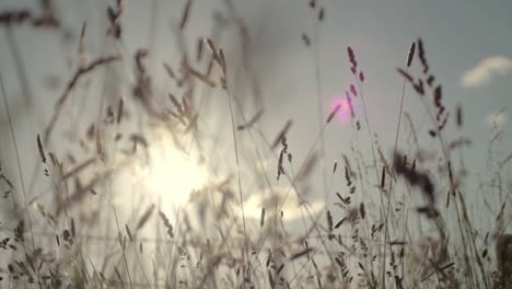 Gras-Weht-Bei-Sonnenuntergang-Im-Wind