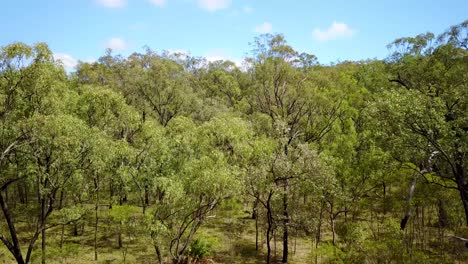 Rising-aerial-over-Carvarvon-National-Park-with-forests-trees-mountain-ranges-Victoria-Australia