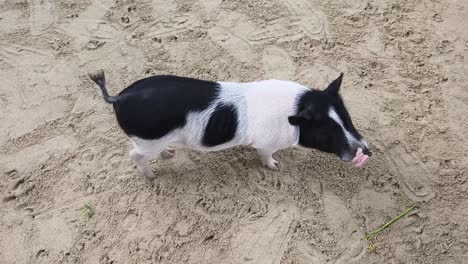 pig in a sand enclosure