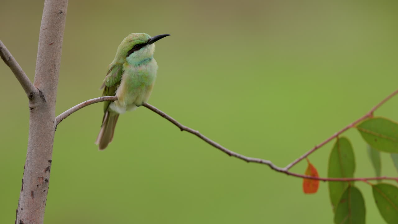 el pequeño comedor de abejas verde juvenil se sienta mientras sus plumas soplan en el viento en una mañana de monzón