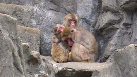 band of wild japanese snow monkeys cuddling by the rocks - medium shot