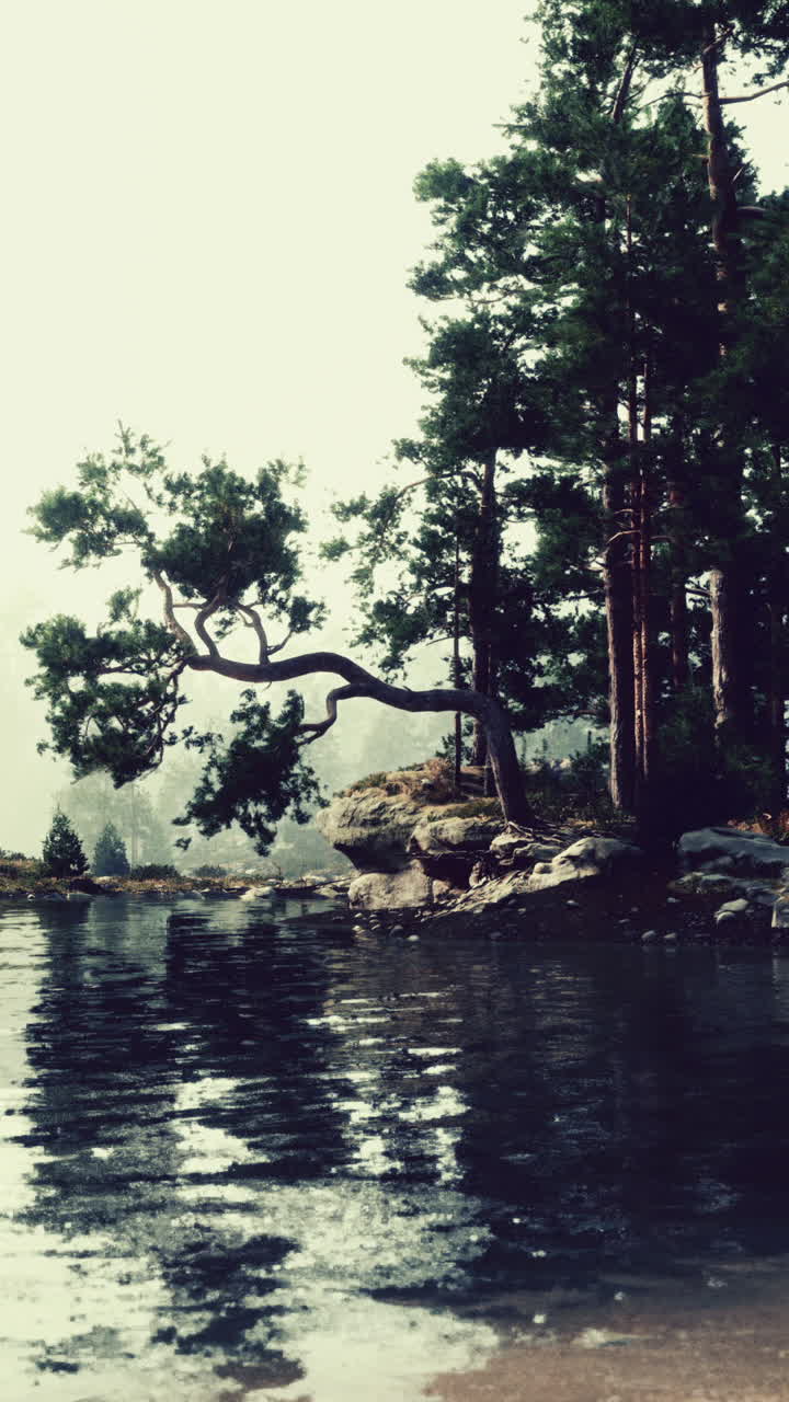 Un lago tranquillo in una foresta nebbiosa