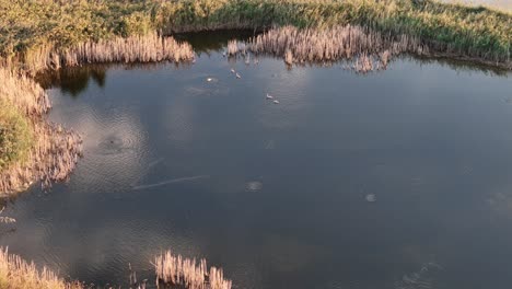 Vista-De-Arriba-Hacia-Abajo-Sobre-El-Delta-De-Vacaresti-Con-Pequeños-Lagos-Y-Diferentes-Especies-De-Aves,-Rumania