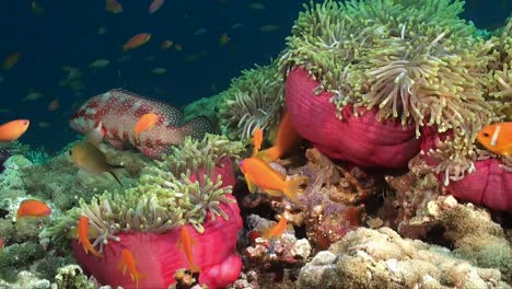 three pink sea anemones with anemone fishes on colorful coral reef