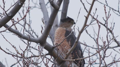 California-Cooper&#39;s-Hawk,-Der-Sich-Mit-Windigem-Baum-Umsieht