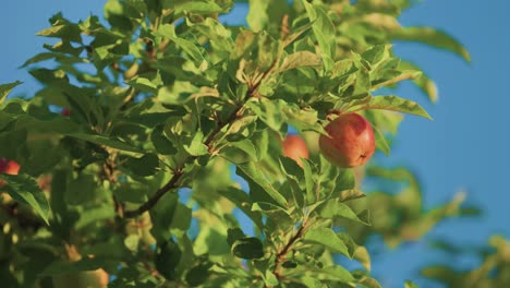 Ripe red apples on the branches in the parallax video