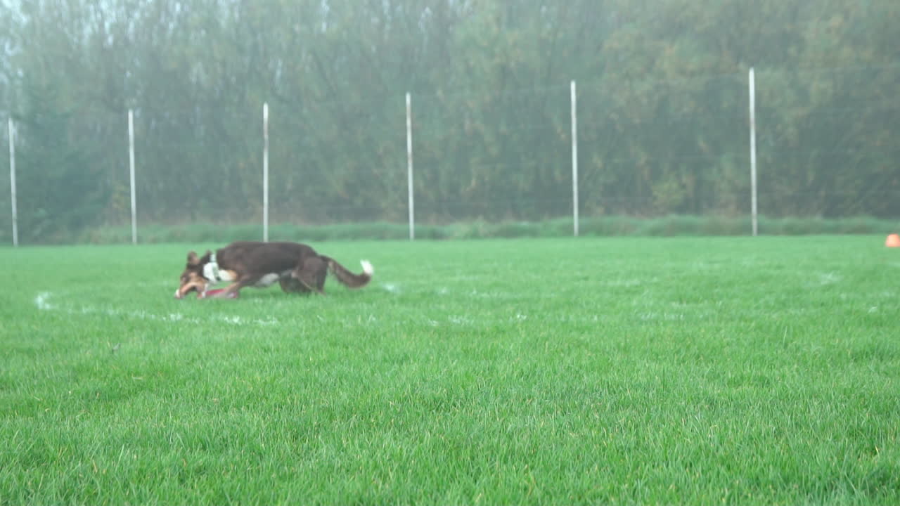 순종적인 개는 안개 낀 아침에 운동장에서 프리스비 디스크를 잡으려고 점프하고 프리스비 디스크를 잡으려고 합니다 - 와이드 샷, 슬로우 모션