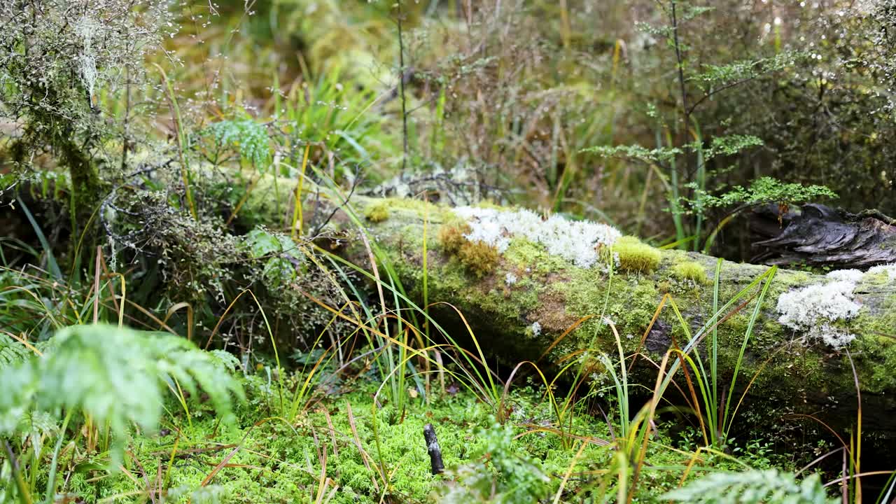 Camera slowly pans over a lush, moss-covered fallen tree in a dense, green rainforest. Soft natural daylight highlights vibrant foliage and rich textures