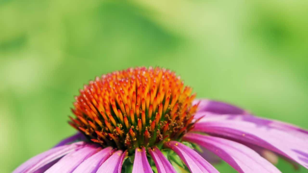 una pequeña mariposa de concha despega de una flor de cono púrpura y se va volando