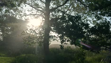 sunrise or sunset through the trees in a misty forest
