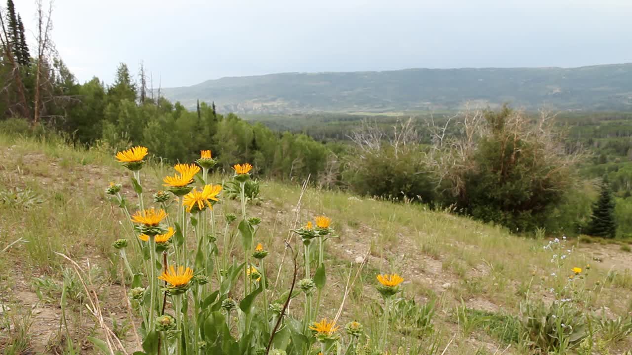 flores que soplan suavemente cerca del desierto de flattops