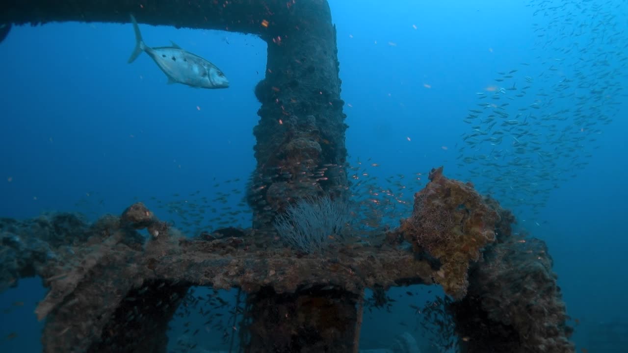 카메라가 로살리 몰러 난파선, 홍해, 이집트의 부러진 돛대를 도는 동안 수천 마리의 물고기가 헤엄칩니다.