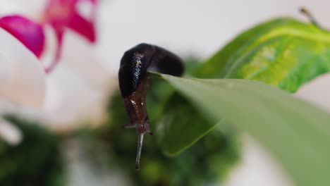 close up of slimy slug hanging on the edge of a green leaf