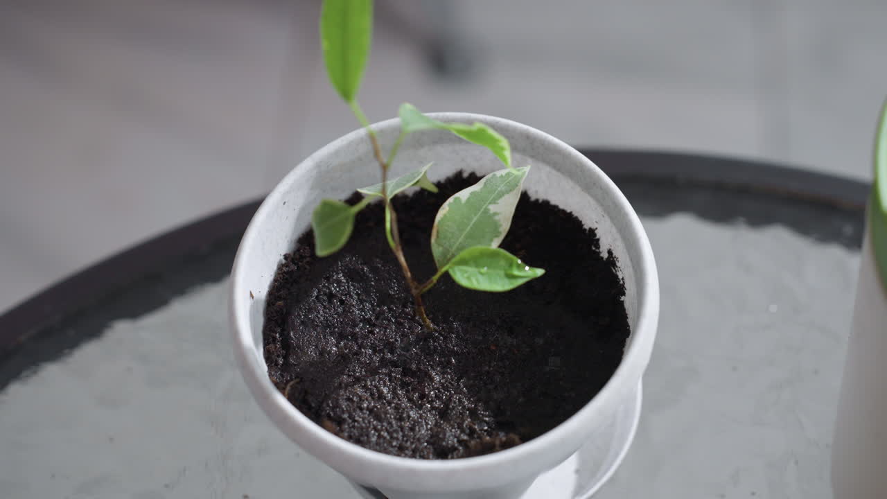 White pot with variegated foliage soaking in water on reflective glass table, rich soil shimmering with droplets, soft blurred background creating calm indoor gardening vibe in modern living space