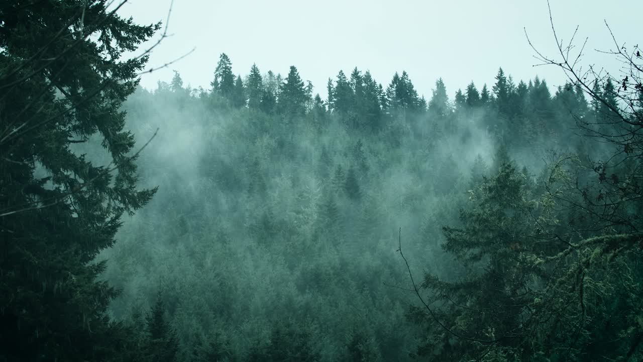 Mystical Fog Amongst The Trees