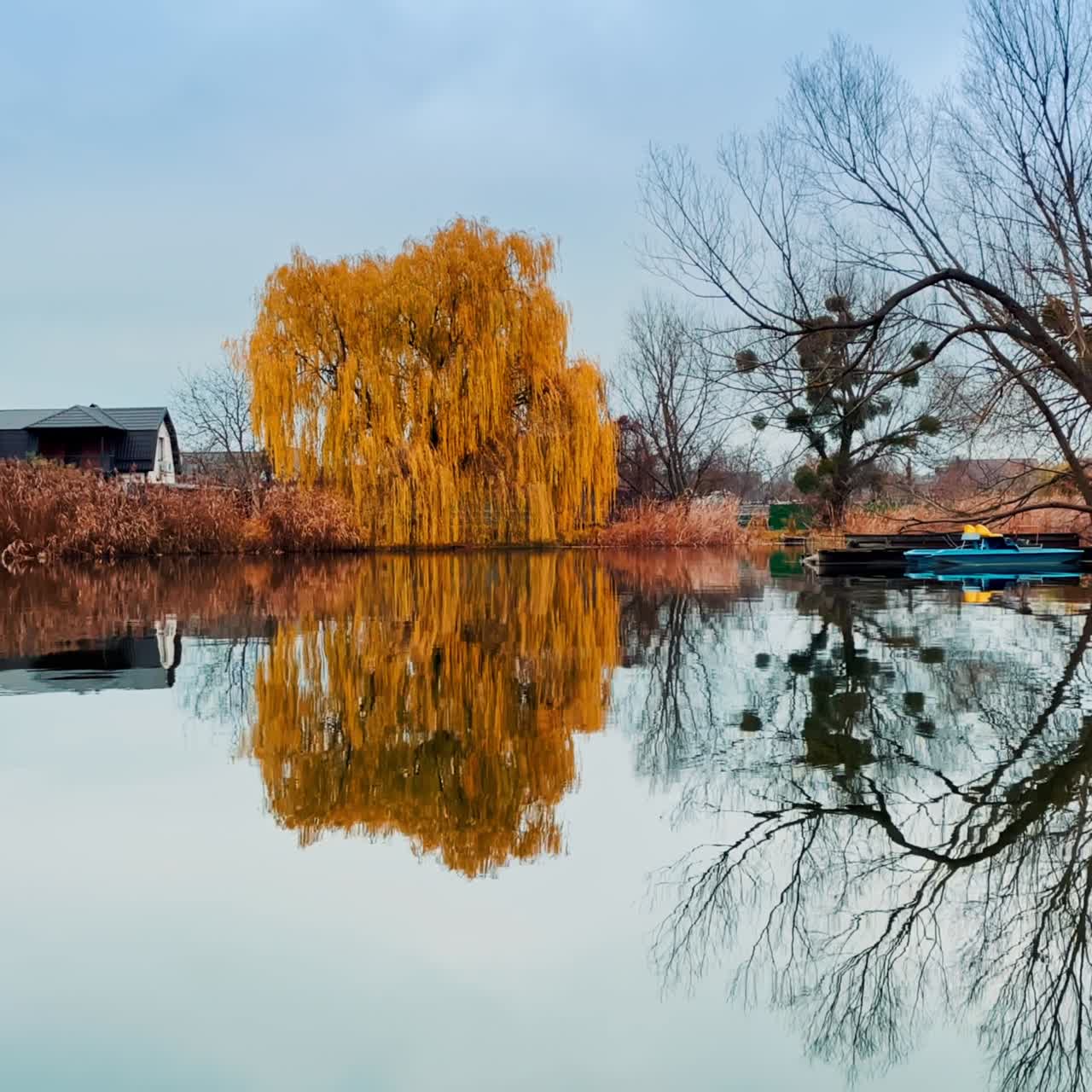 Amazing yellow weeping willows with trailing branches reaching the river water. Beautiful contemporary cottage on the river bank peeping from high dry grass