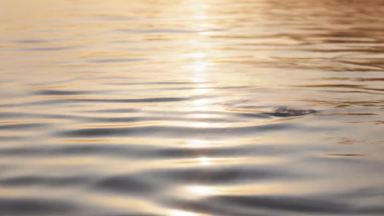 Rippling water surface shifting ripples on lake at golden hour, catching vertical band from low sun