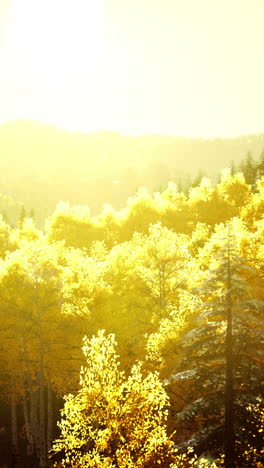 golden autumn forest