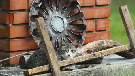 gato tomando el sol en la basura