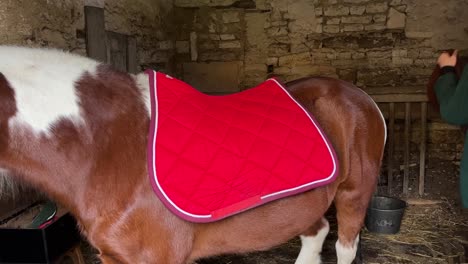 girl attaching a saddle on her pony, preparing him for a ride