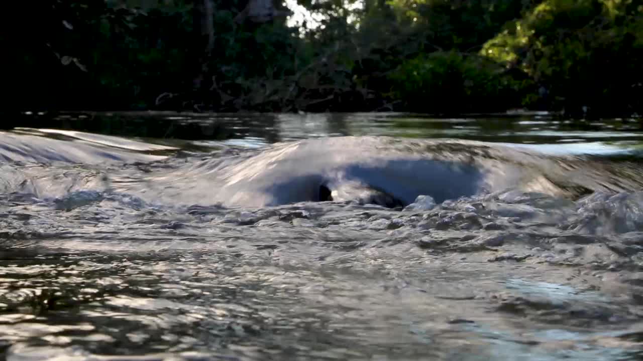 Small beautiful river in the middle of the forest in Brazil