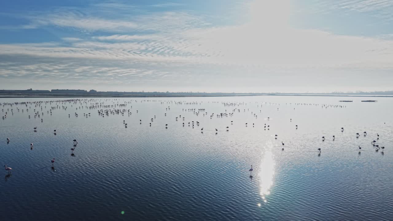 Flamingos gather on water during daytime in a large wetland area