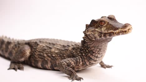 cuviers dwarf caiman rotating smooth view white background