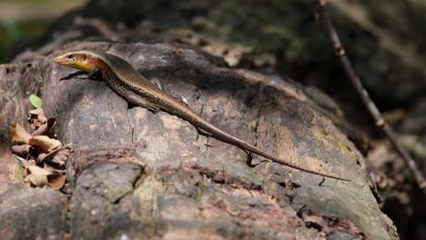 facing to the left resting on a log in the forest as the camera zooms out, common sun skink eutropis multifasciata, thailand