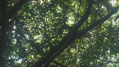 Slow-motion-shot-of-two-capuchin-monkeys-walking-on-the-branches-at-the-top-of-a-tree-in-Tayrona-Park,-Colombia